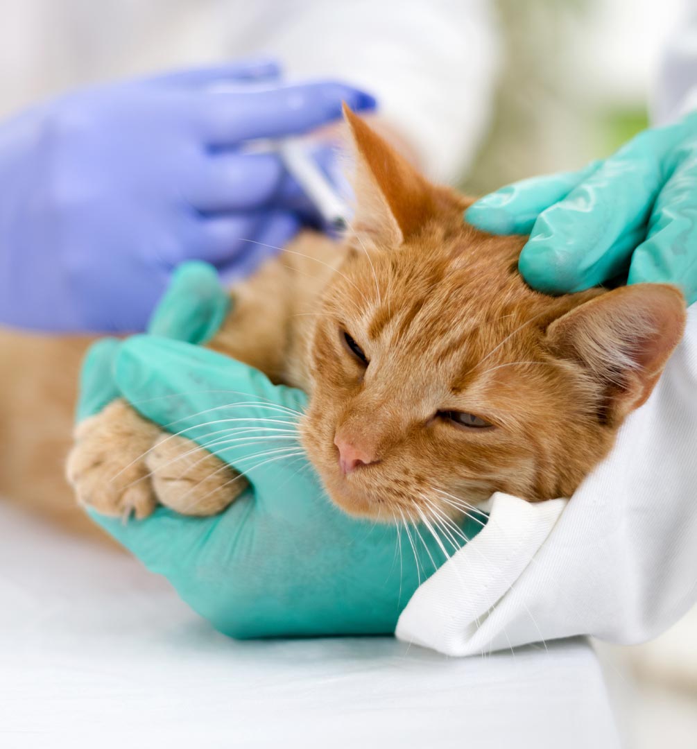 Vet Techs Holding Cat And Giving Vaccine
