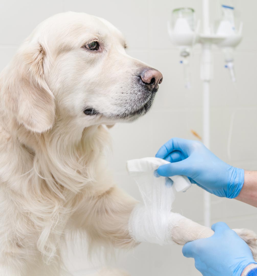 Veterinarian Bandaging Dogs Leg