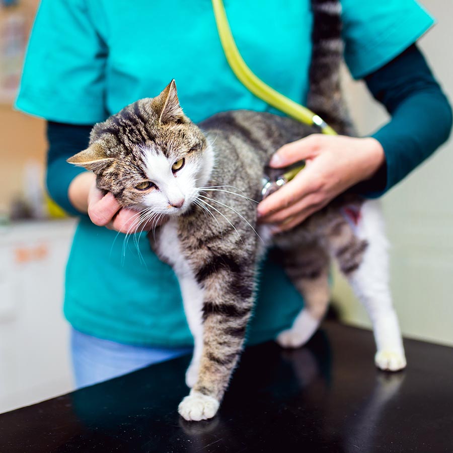 Cute Cat At Veterinary Having Medical Treatment.