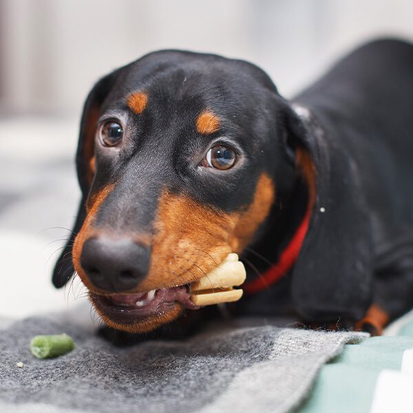 Dog Chewing Bone
