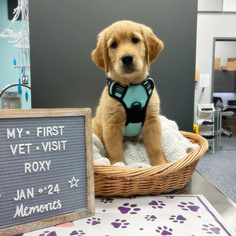 Puppy's First Visit
