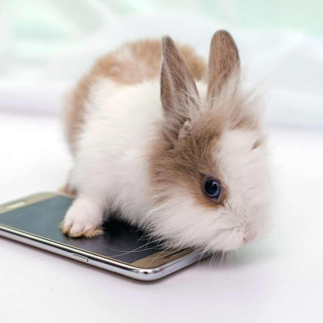 Rabbit Sitting On Phone