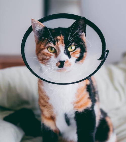 Calico Cat Wearing Cone