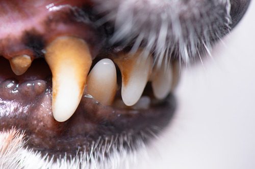 close-up-of-dog's-teeth-with-plaque-build-up