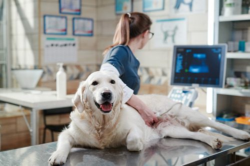 vet-performing-ultrasound-on-dog-who-lays-on-exam-table
