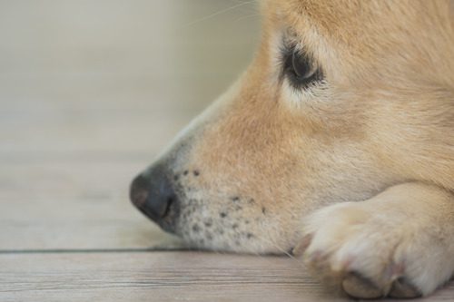 close-up-of-blonde-dog's-head-laying-between-their-front-paws-in-profile