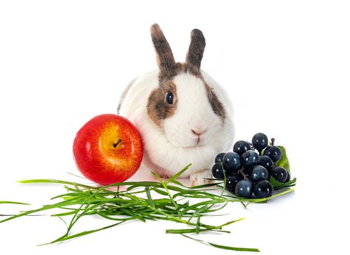 brown-and-white-rabbit-sitting-between-an-apple-and-some-grapes-on-small-blades-of-grass