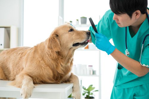 male-vet-examining-golden-retriever's-eye-at-clinic