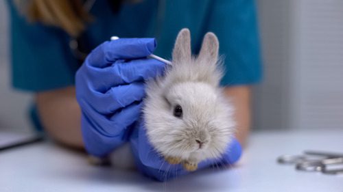 female-vet-cleaning-rabbit's-ear-at-clinic