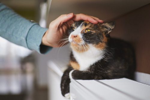 cat-laying-on-table-top-beneath-window-while-owner-gently-pets