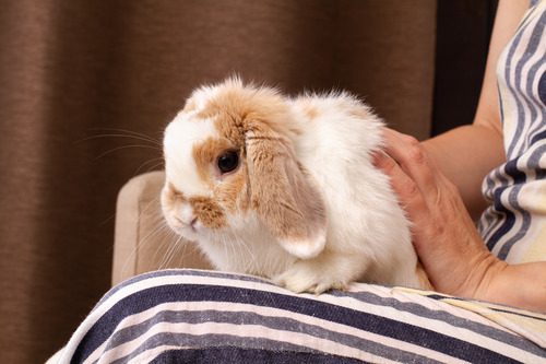 brown-and-white-rabbit-sitting-in-owner's-lap