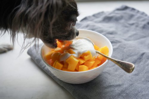chihuahua-dog-eating-mangos-from-a-bowl