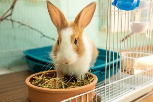 brown-and-white-rabbit-eating-in-its-cage