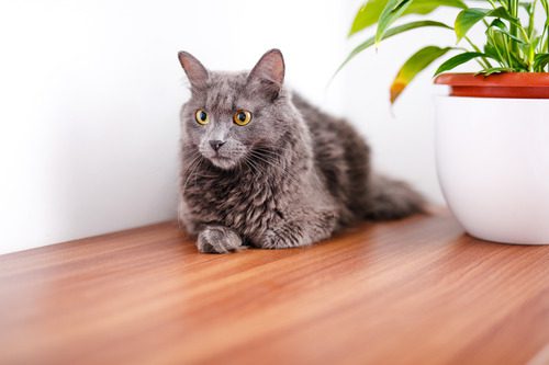 gray-cat-laying-on-hardwood-floor-next-to-plant