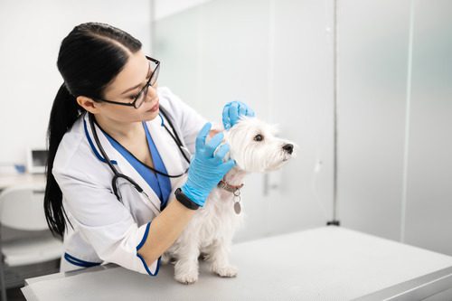 female-vet-examining-white-dog's-ears-at-clinic