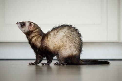 ferret-running-around-apartment