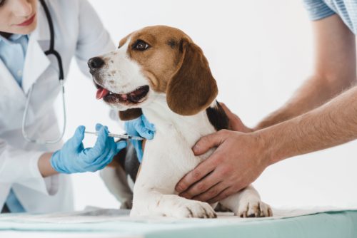 female-vet-administering-vaccine-to-beagle-dog-while-male-owner-holds-him