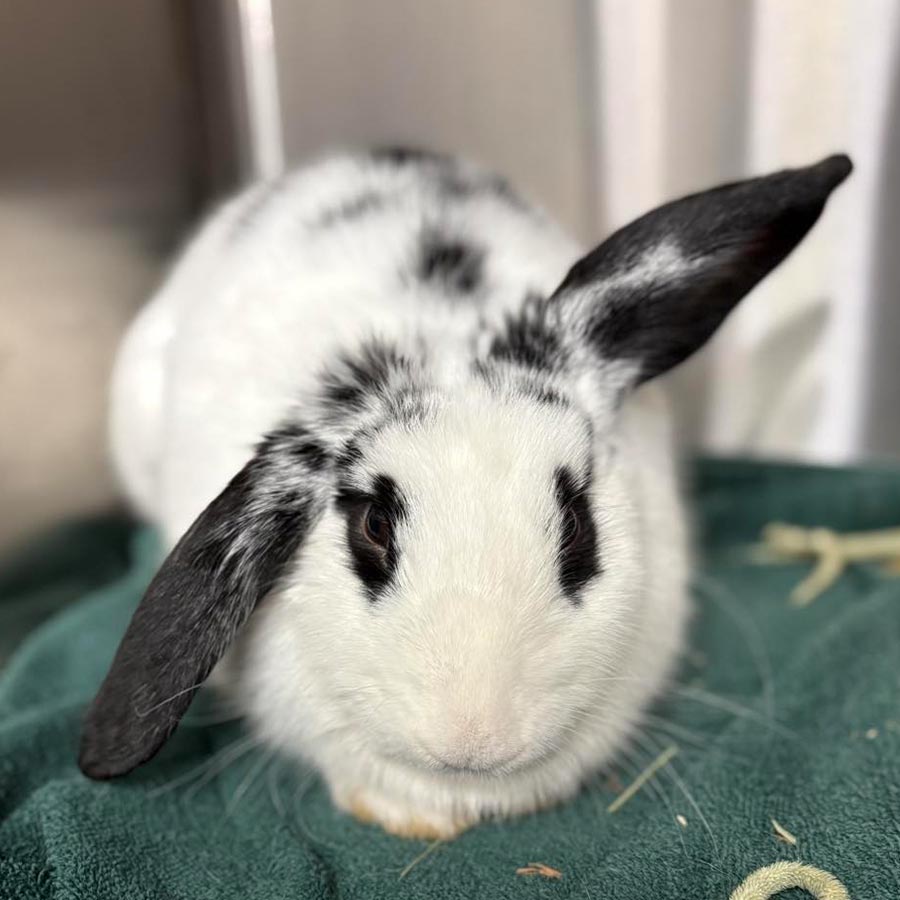 white rabbit with black markings lying on green towel in enclosure
